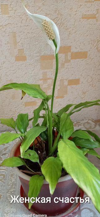 Цветы домашние , комнатные