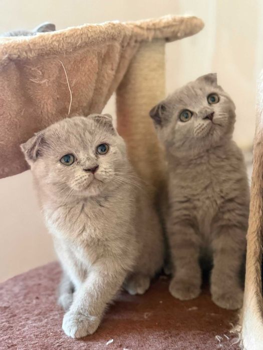 British Scottish Fold
