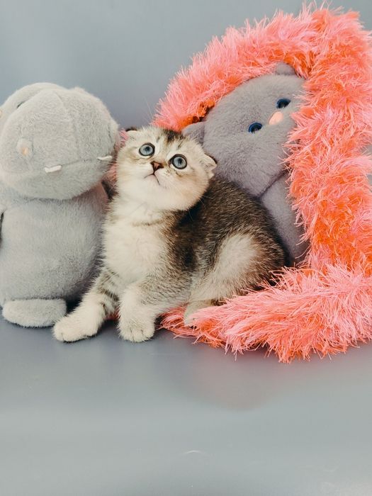Алматы Большой выбор котяток