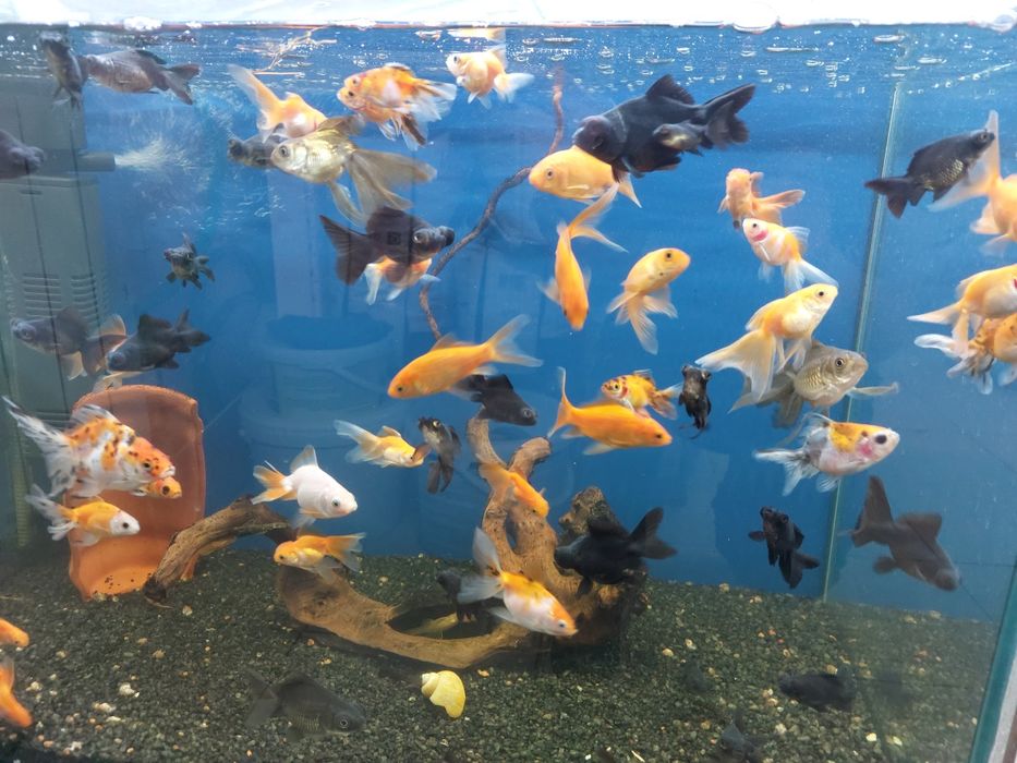 Аквариумные рыбки