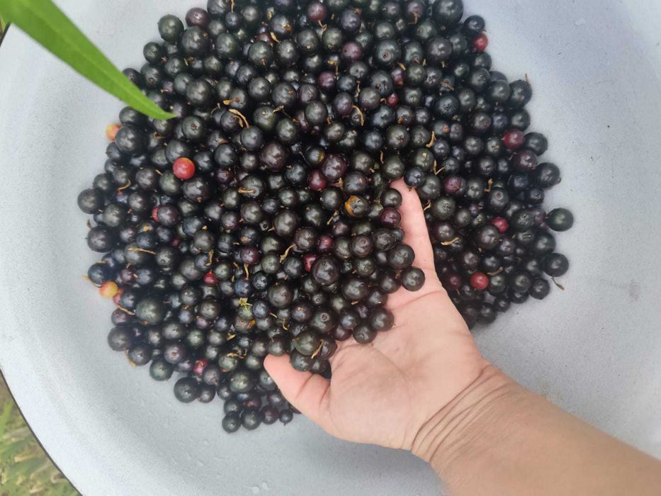 крендаль ( смородина золотистая )