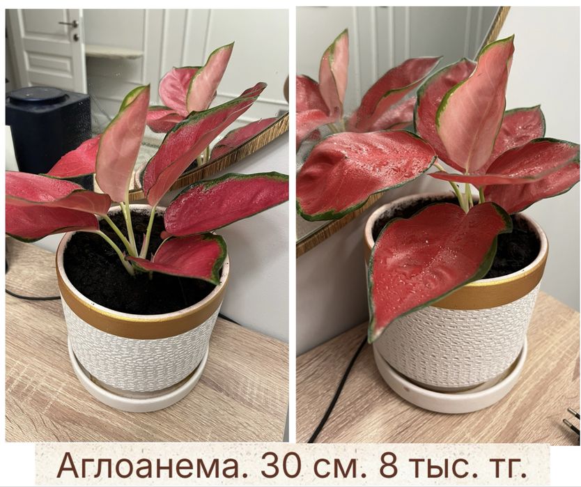 Комнатные растения: