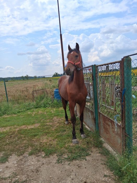 Vând cârlan de 1 an jumate