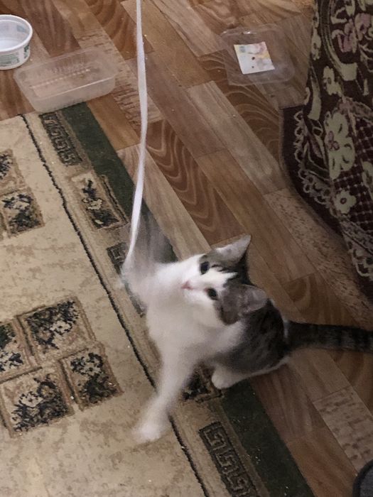 Отдам в добрые руки