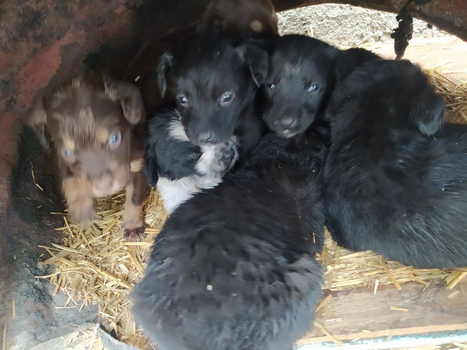 Spaniel kuchug bolalari sotiladi