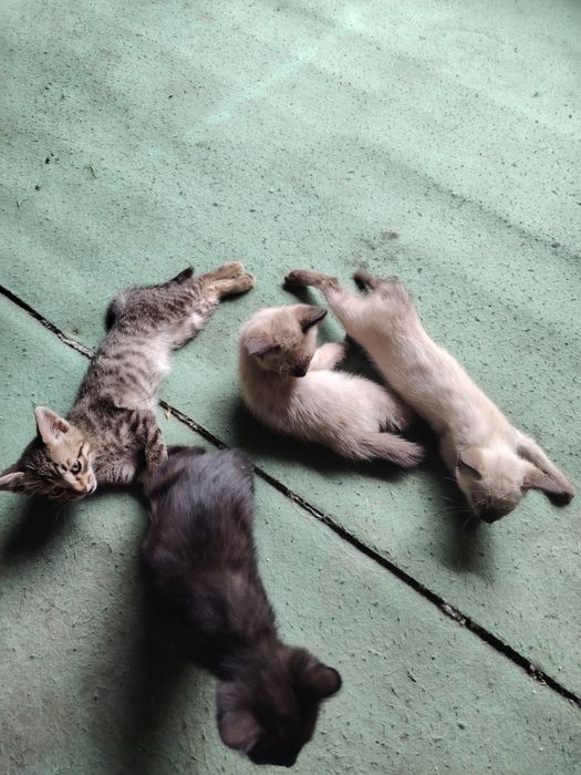 Отдам красивых котят