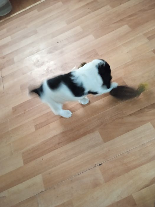 Продам щенков спаниеля