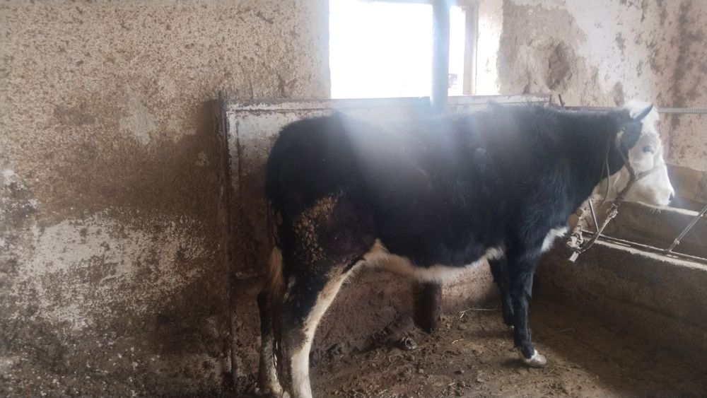 Бірінші тұма құнажын сатылады