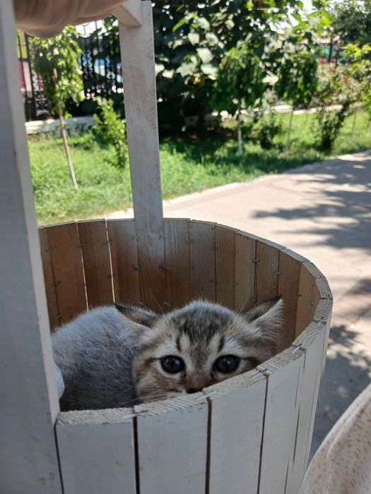Мушук сотилади 2 ойли
