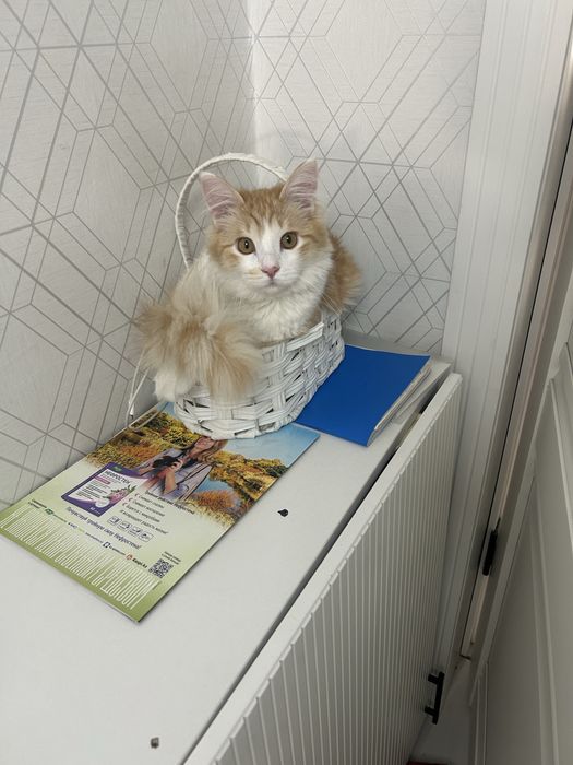 Отдам кота в добрые руки. 6 месяцев