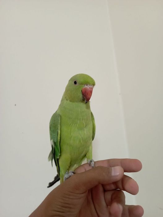 Ожереловый попугай ручной