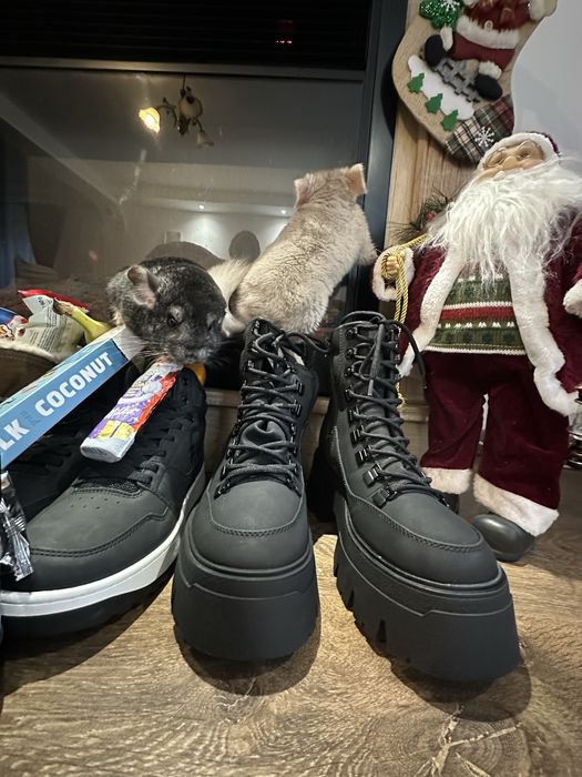 Vand Șinisla mascul si femela