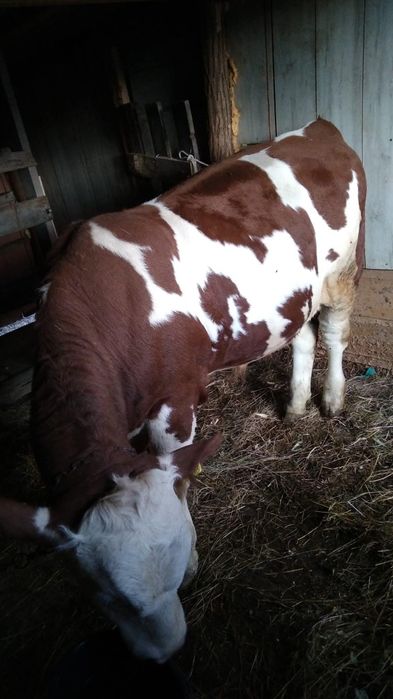 Vând tauras cu vârsta de 10lunii baltat românesc fără coarne