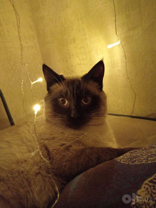 отдам в добрые руки кота