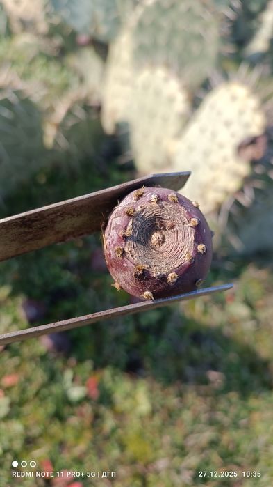 Студоустойчиви кактуси опунция