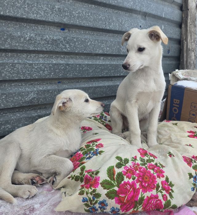 Самая сладкая девочка Джесика   2 месяца