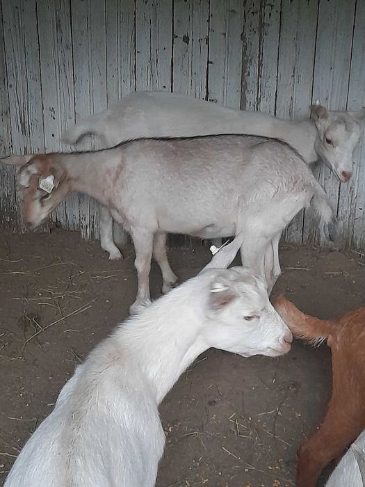 Vand iedute sannen