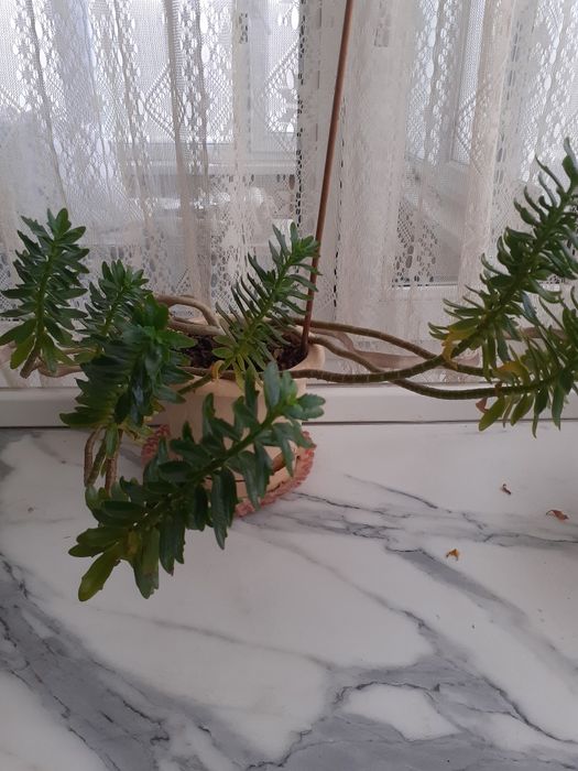 Продам комнатные растения, цветы.