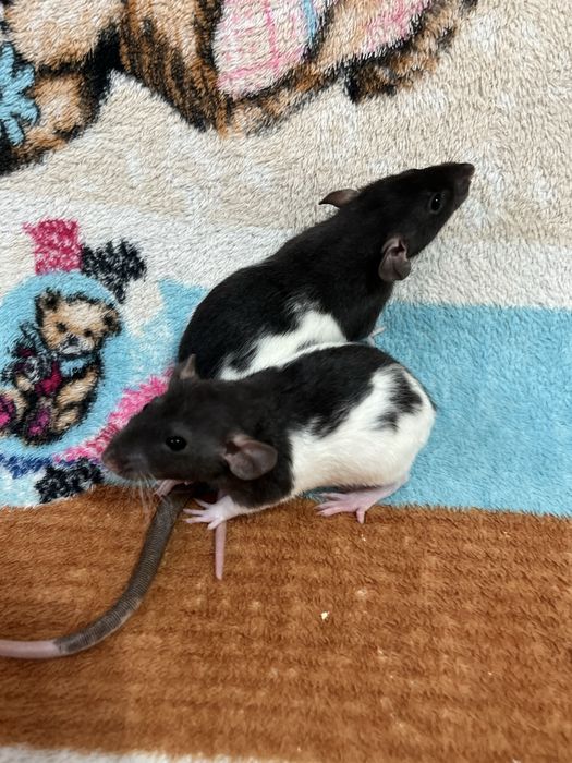 Крысята ручные кудряшки и сфинксы( крысы,крыса,крыски)