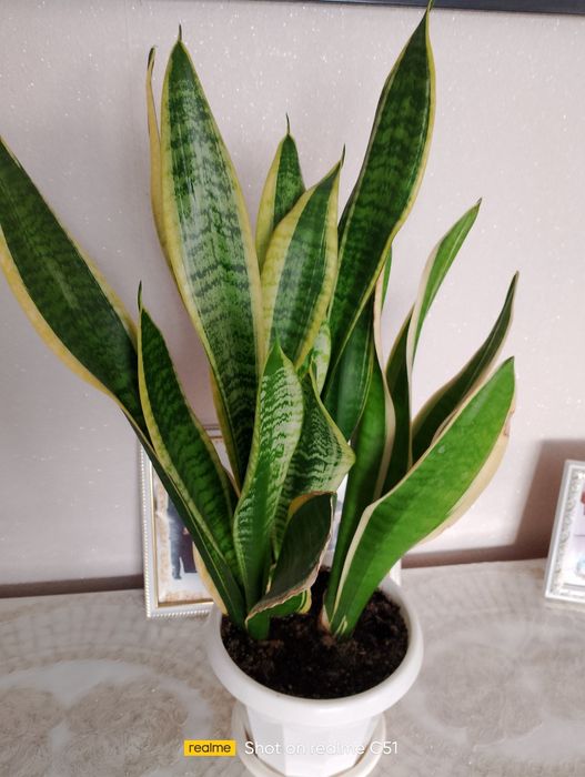 Цветы комн
атные