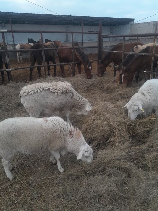 Катумские бараны