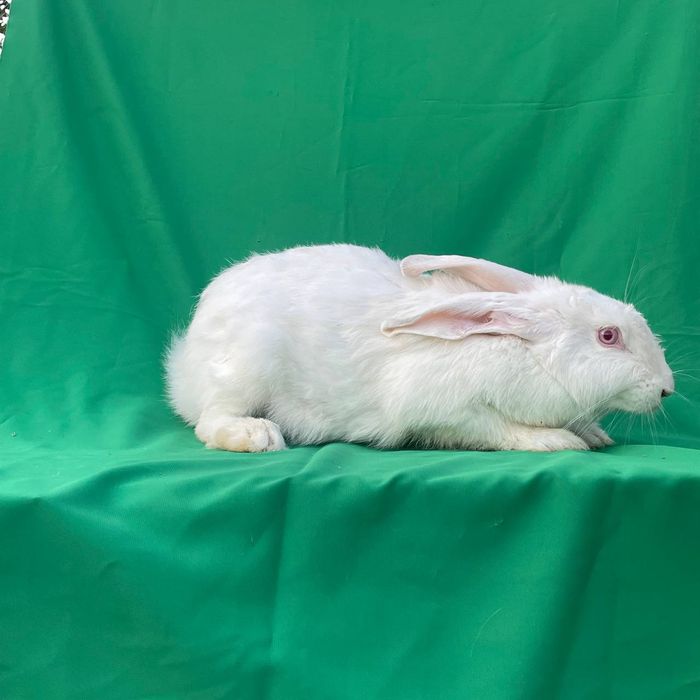 Sotiladi: 6 oylik urg‘ochi quyon, jaydar zotiga mansub.