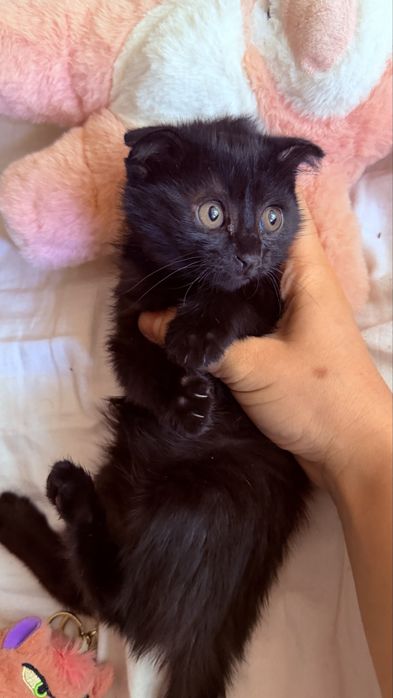 Scottish Fold mushugi zoti toza 1.5 oylik