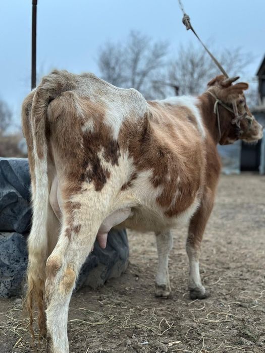 Парода симентал бзаулы сиыр
