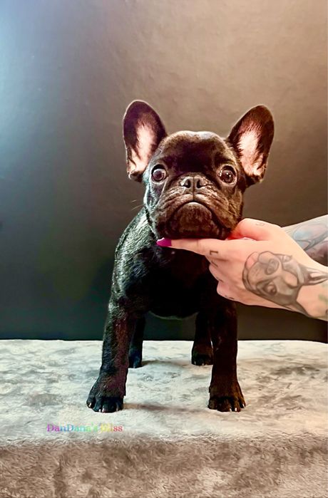 Bulldog francez cu pedigree - mascul