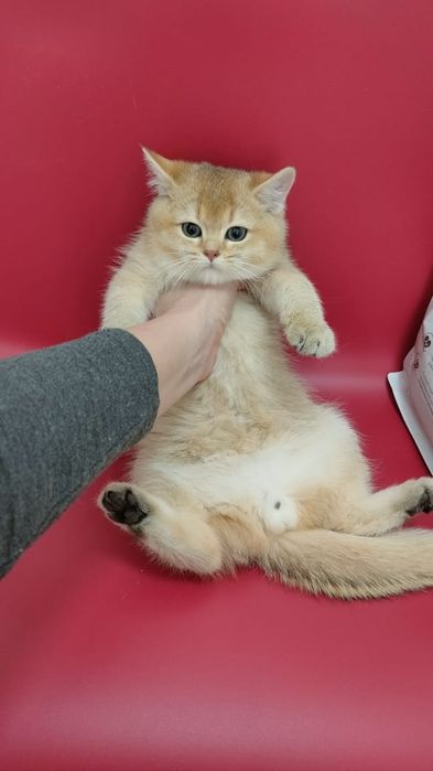 Котята Шиншиллы Алматы