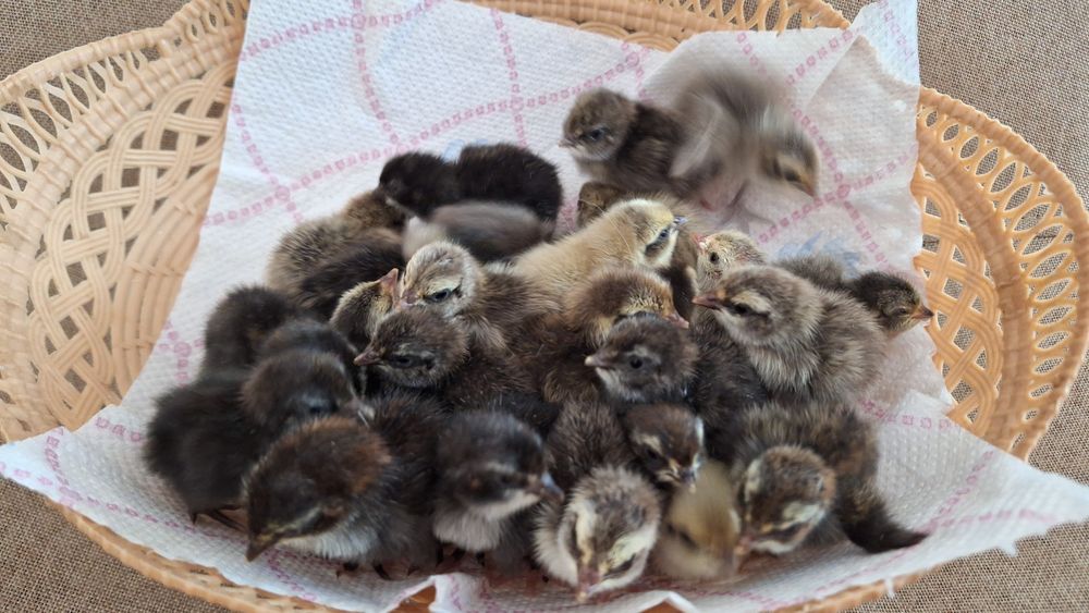 Pui prepelita Giganta Polara , Tupfer ,jumbo gold