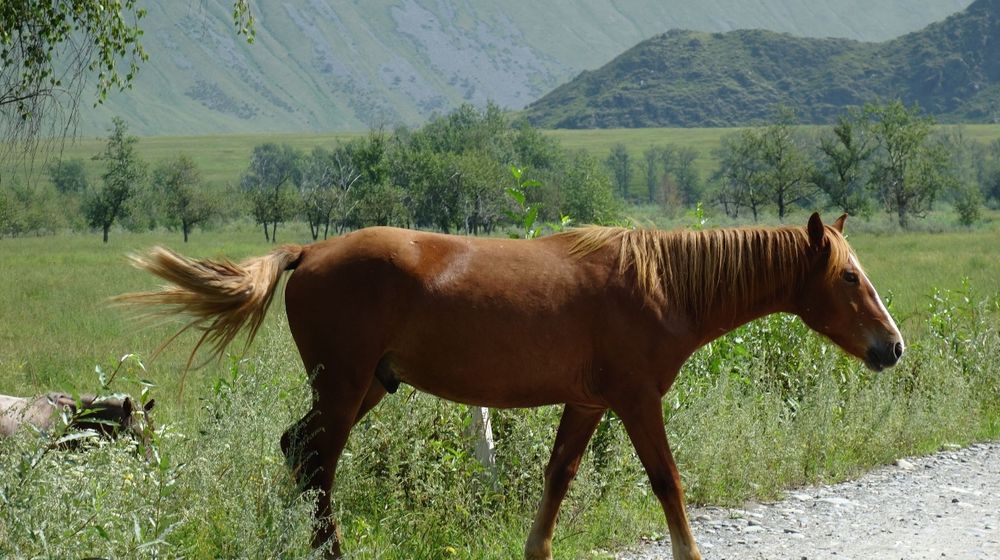 Продам лошадей с жеребятами