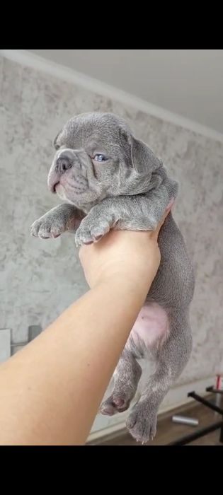 Щенки французского бульдога