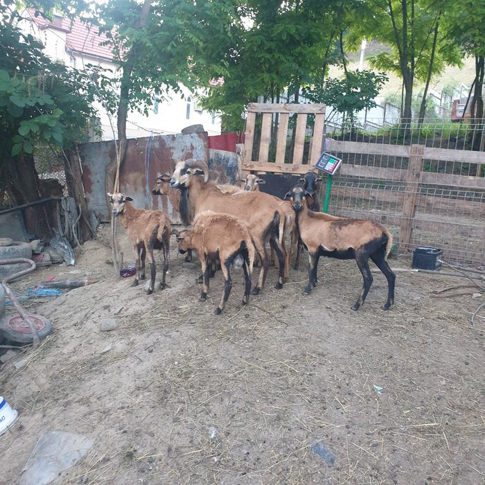 Vand oi de camerun gestante si 2 berbec de camerun