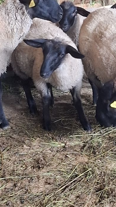 Mielute si berbecuti Suffolk