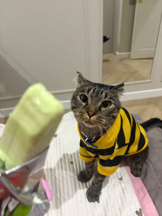 кот отдам даром ,