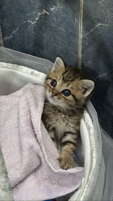 котенок 1 месяц ищет дом