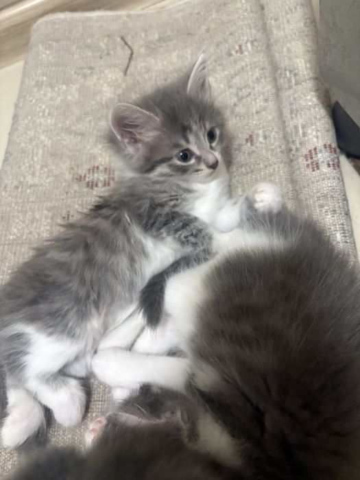 Милые котята ищут дом