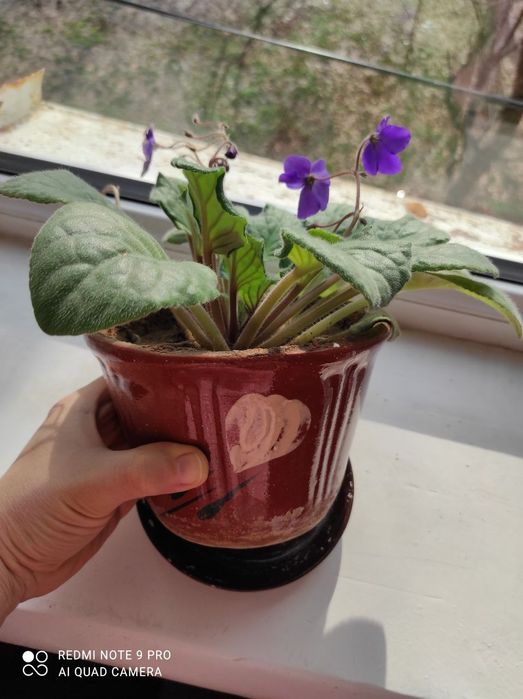 Цветы комнатные разные