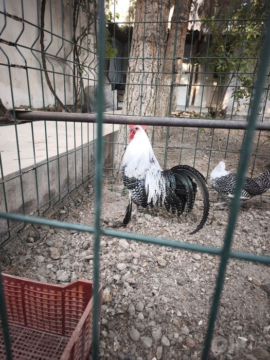 Brekil tovuqlar sotiladi 1 ta xuroz 2ta makiyoni dekarativni