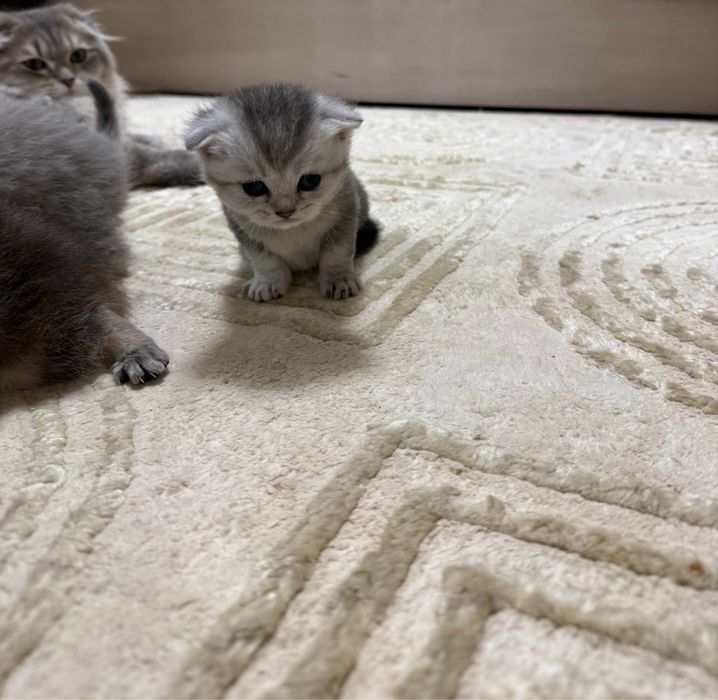 Породистые котята шиншилла (золотая/серебристая) — милые и ласковые!