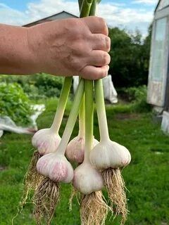 Чеснок домашний.