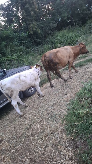 Disponibil vaca cu vitea de 5 luni  și gestanta în 3 luni