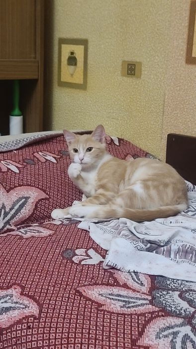 Продам котёнка рыженький
