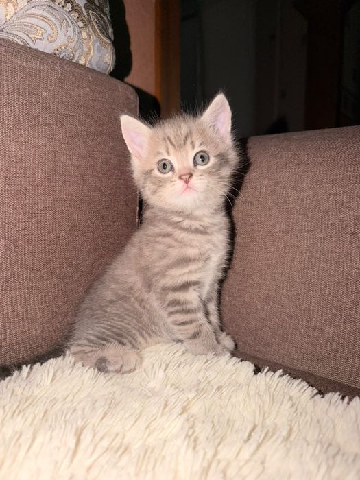 Котята мальчики .