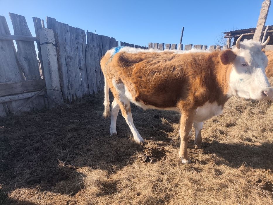 Продам корову стельная 3 отел симентал