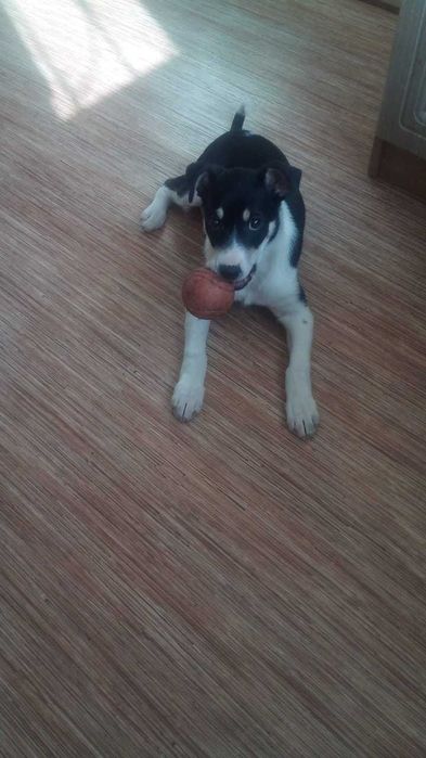 Спасите жизнь Алисе !