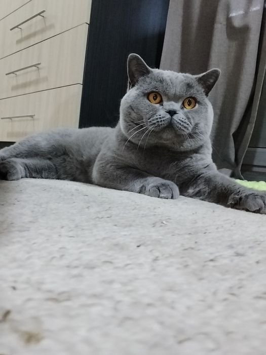 Британский голубой кот. 2года
