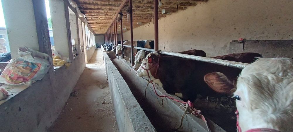 Ferma sotiladi 10 sotik