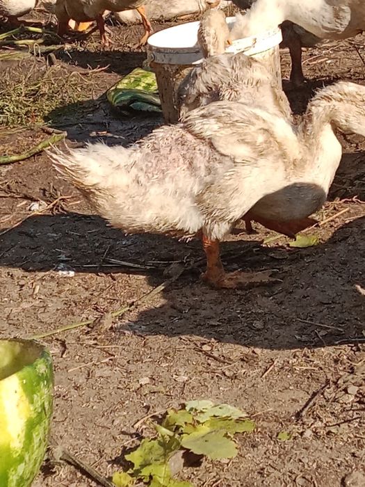 Продам уток.    .
